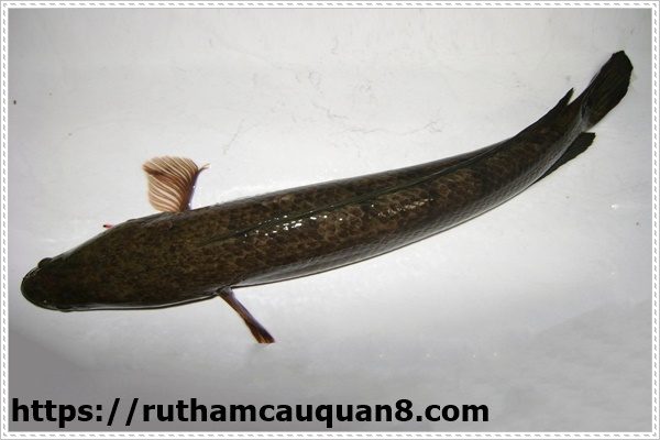 Th&ocirc;ng bồn cầu do tắc nghẽn giấy vệ sinh với c&aacute; l&oacute;c